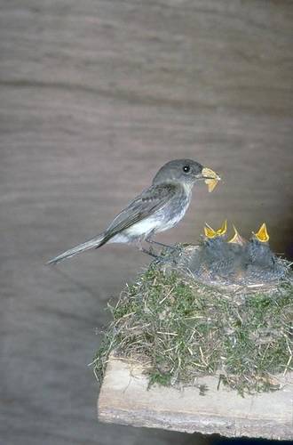eastern phoebe (Sayornis phoebe) by CaliforniaDFW is licensed under CC BY 2.0.